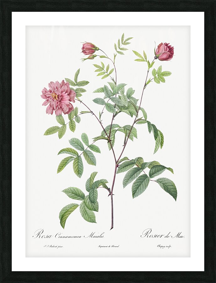 Vintage cinnamon rose Picture Frame print