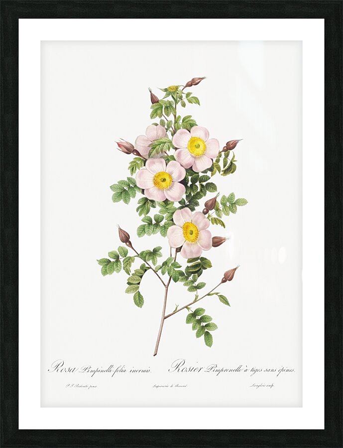 Vintage thornless Burnet rose Picture Frame print