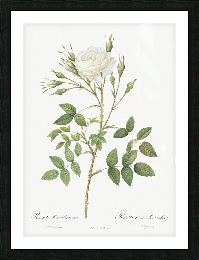 Vintage thornless Burnet rose Picture Frame print