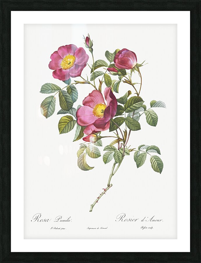 Rose of love in bloom Picture Frame print