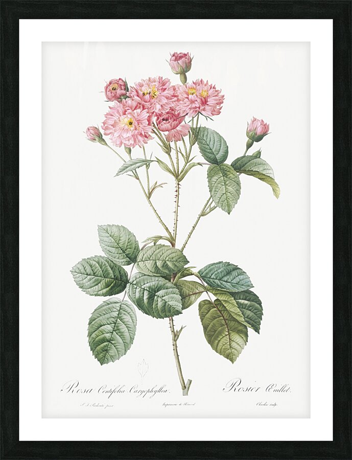 Vintage pink rosebush Picture Frame print