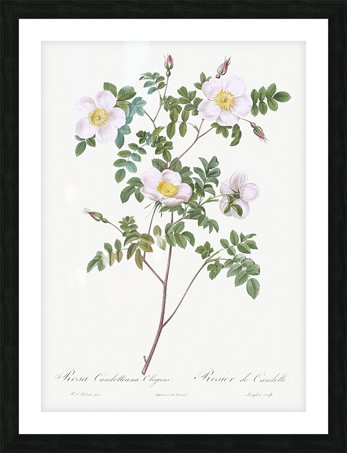 Vintage pink rosebush Picture Frame print