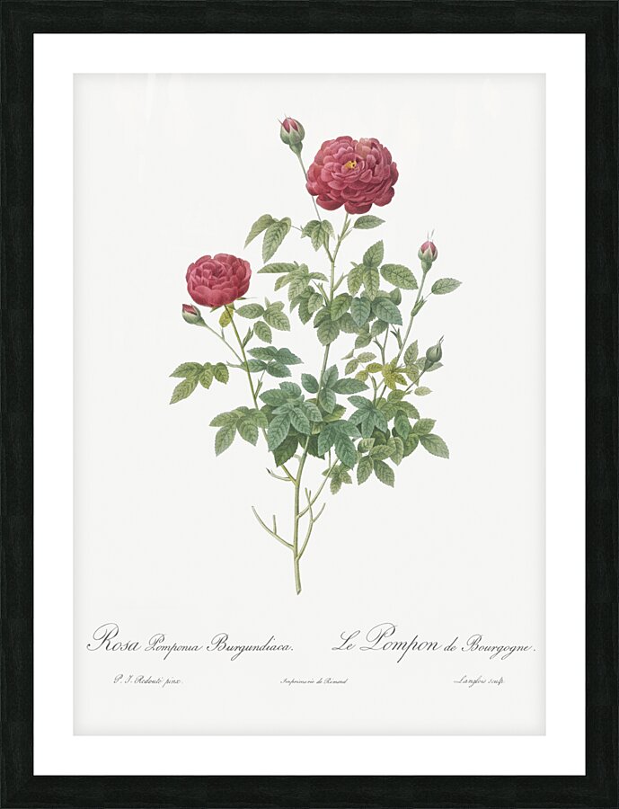 Burgundy cabbage rose in bloom Picture Frame print