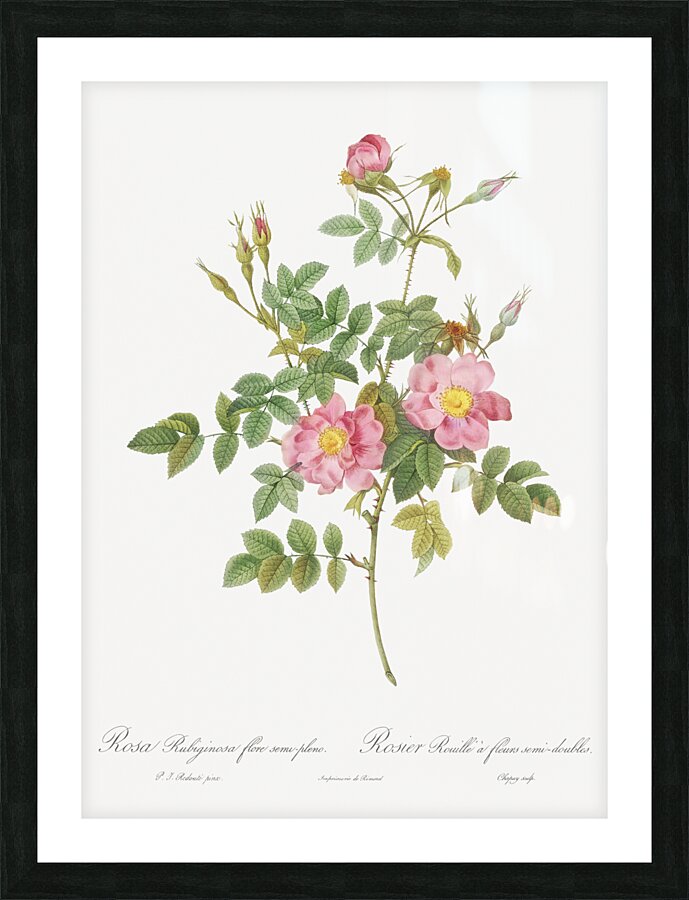 Burgundy cabbage rose in bloom Picture Frame print