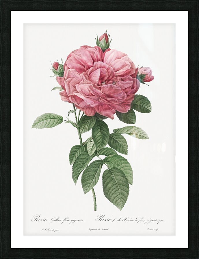 Burgundy cabbage rose in bloom Picture Frame print