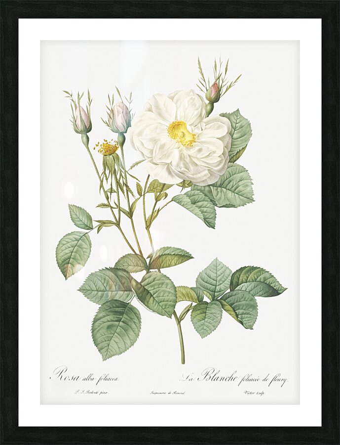 White rose of york Picture Frame print