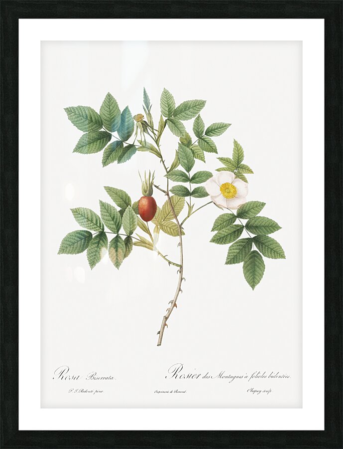 Mountain rose in bloom Picture Frame print