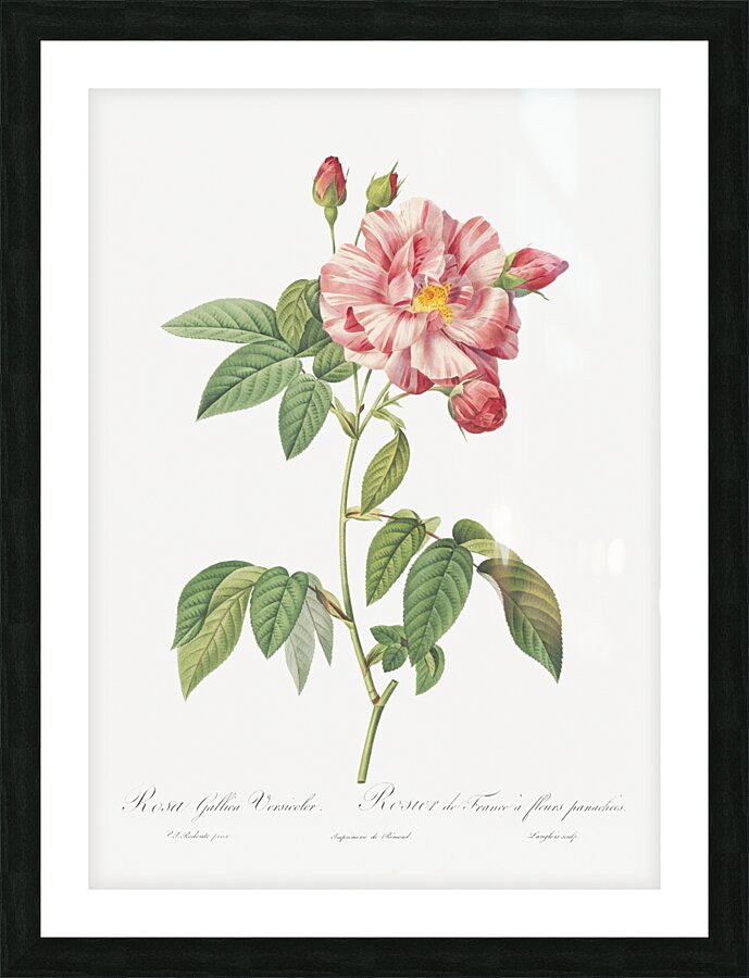 Pink french rosebush Picture Frame print