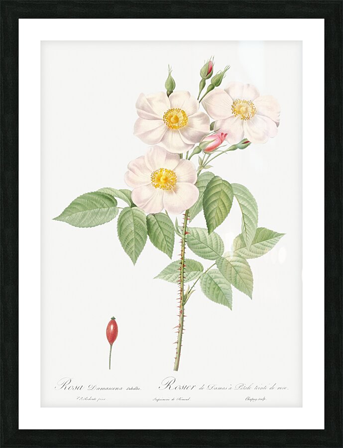 Blooming damask roses Picture Frame print