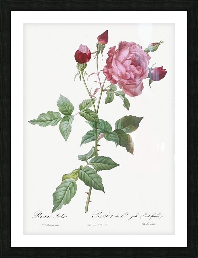 Blooming pink cabbage rose Picture Frame print