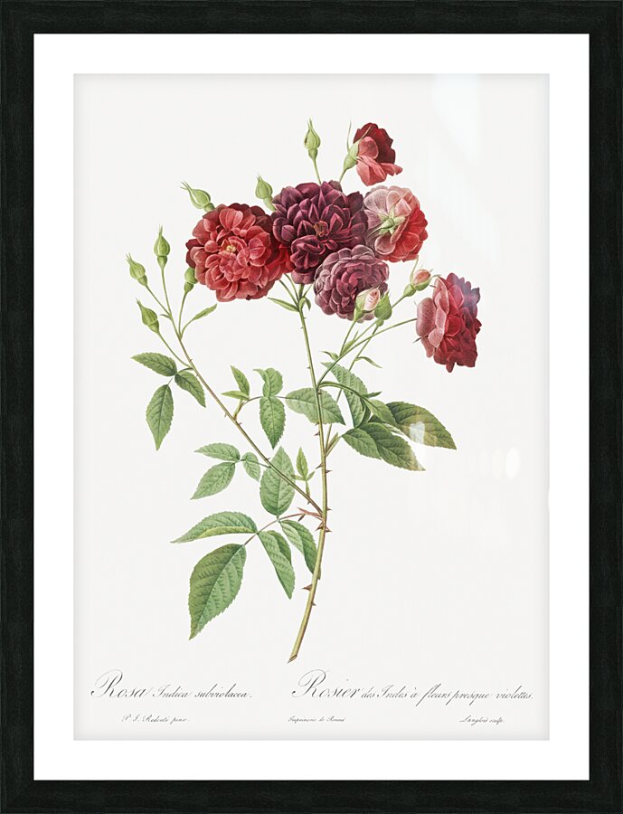 Ternaux rose in bloom Impression et Cadre photo