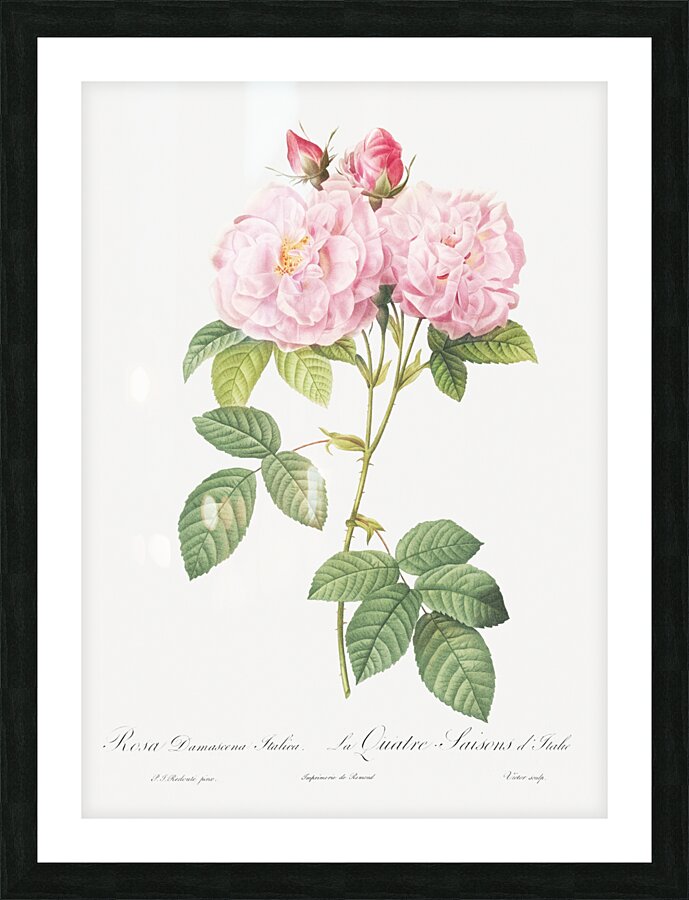 Vintage Leschenaults Rose Impression et Cadre photo