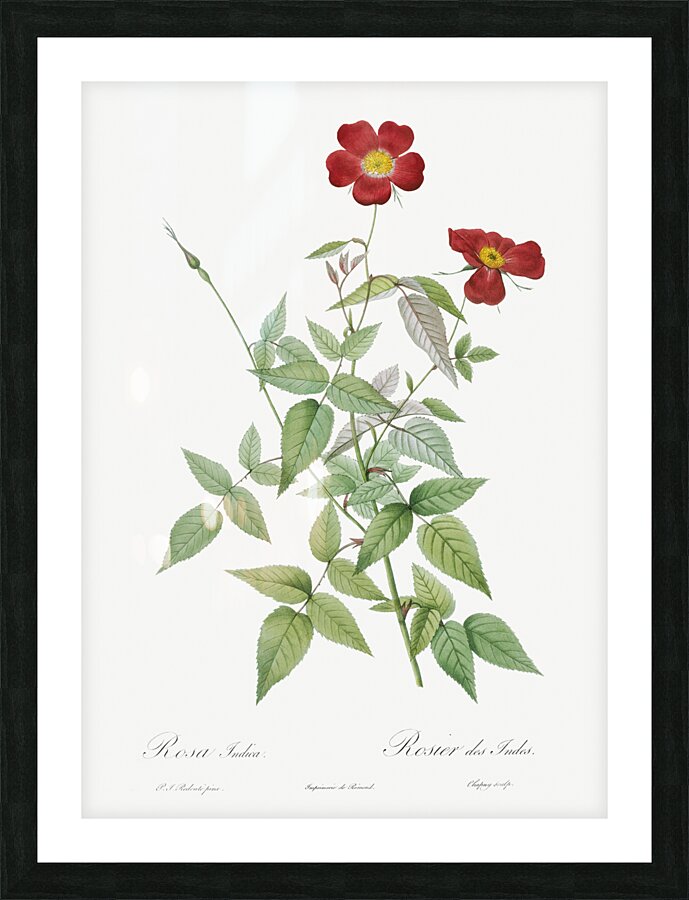 Blooming red rosebush Picture Frame print