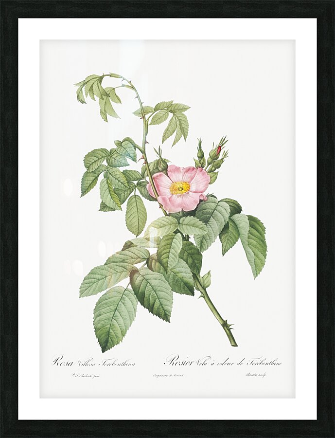 Pink apple rose in bloom Picture Frame print