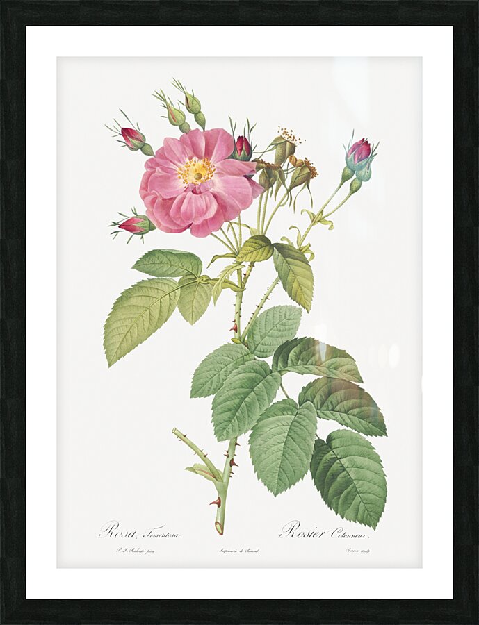 Pink roses in bloom Picture Frame print