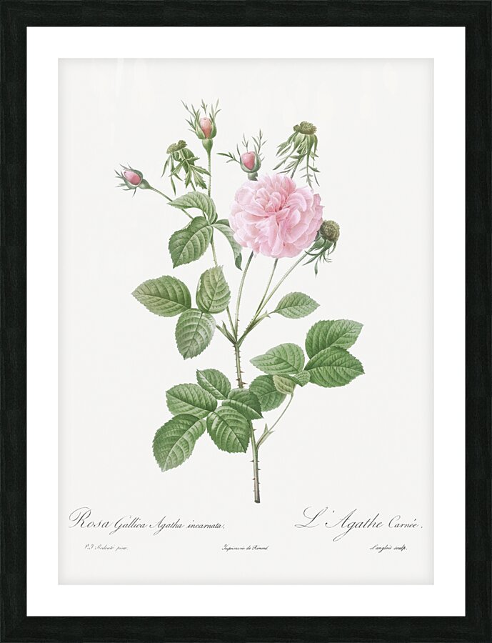 Pink agatha rose Picture Frame print