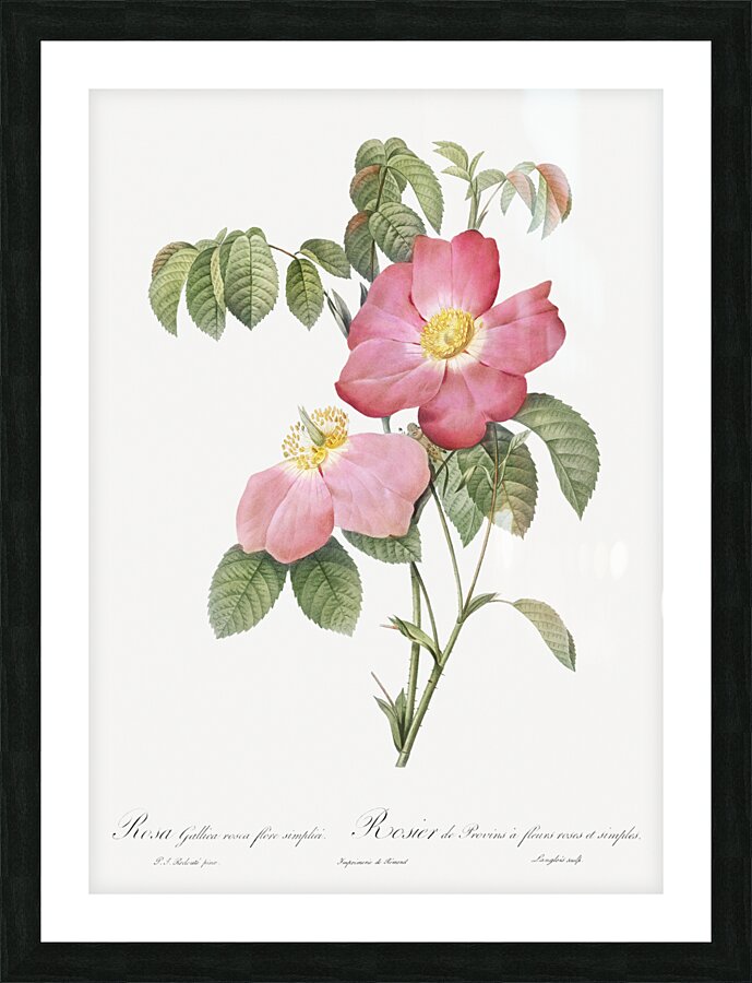 Pink french rose Picture Frame print