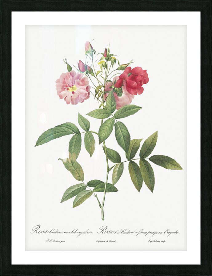 Hudson rose in bloom Picture Frame print