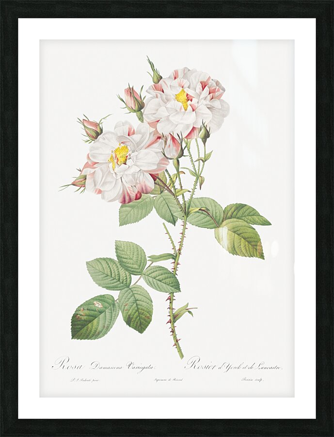 White damask rose Picture Frame print