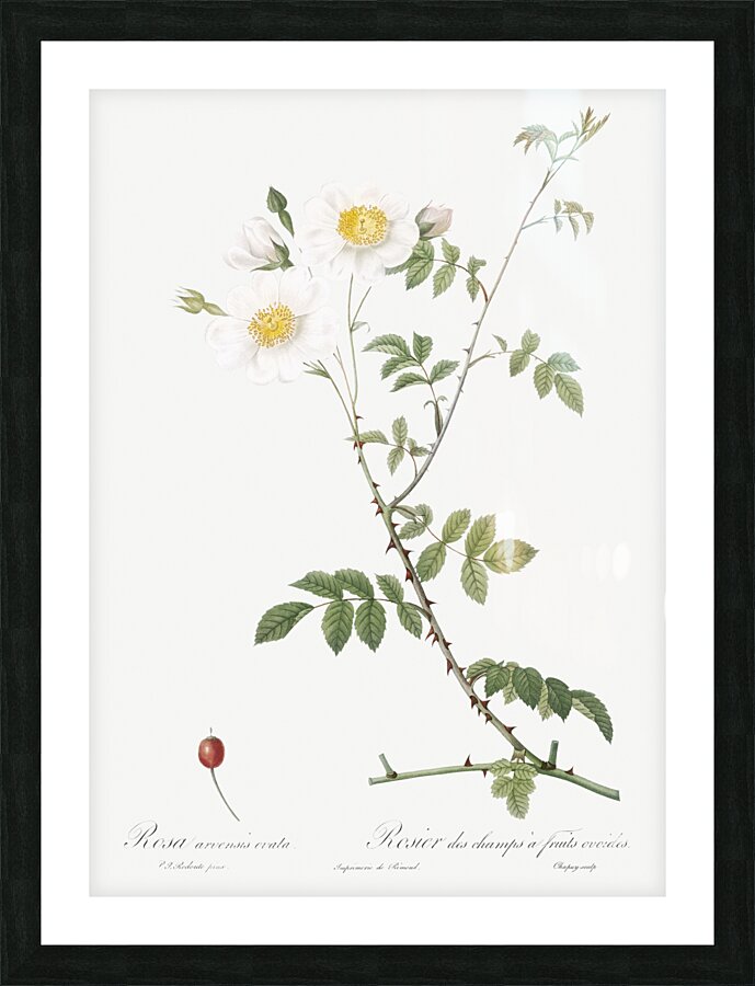 White field roses Picture Frame print