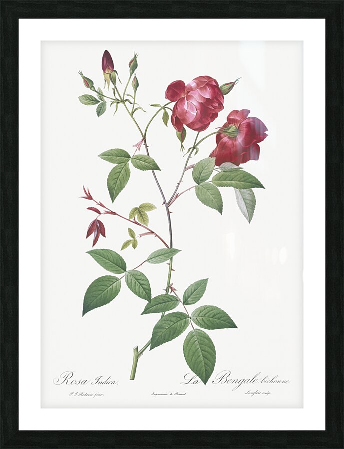 Velvet china rose in bloom Picture Frame print