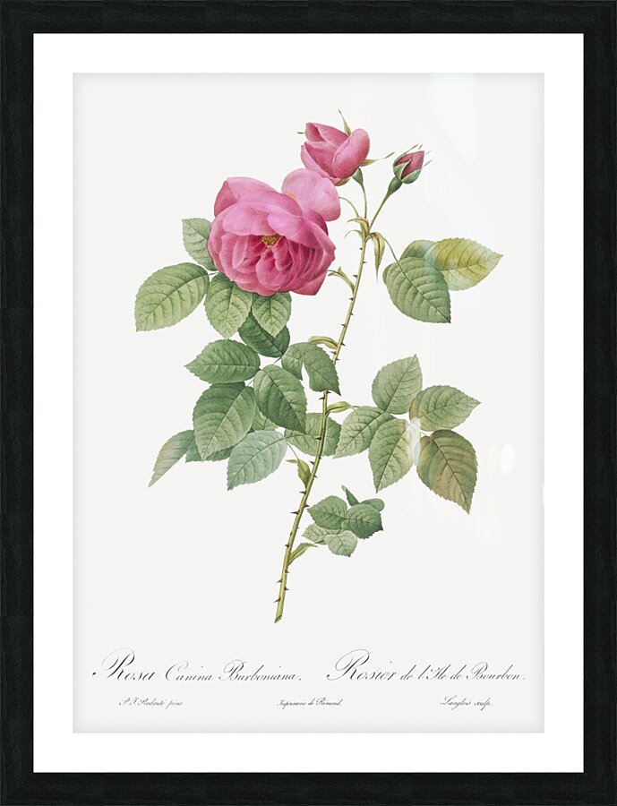 Pink bourbon roses Picture Frame print