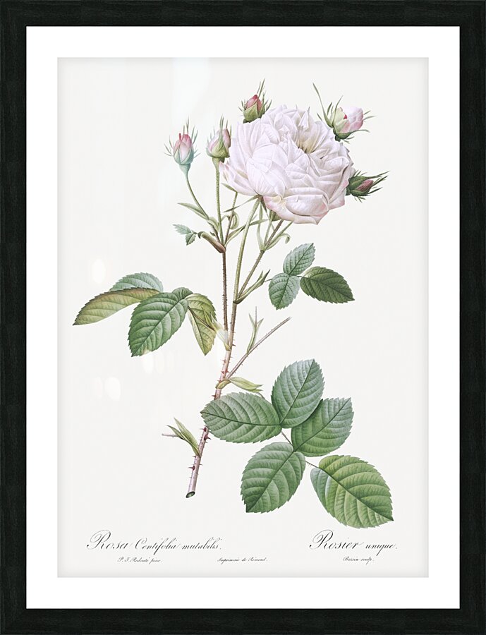 Pink bourbon roses Picture Frame print