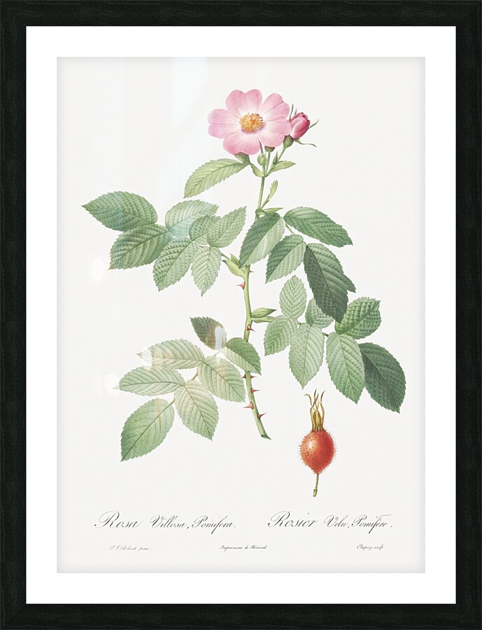 Pink apple rose Picture Frame print