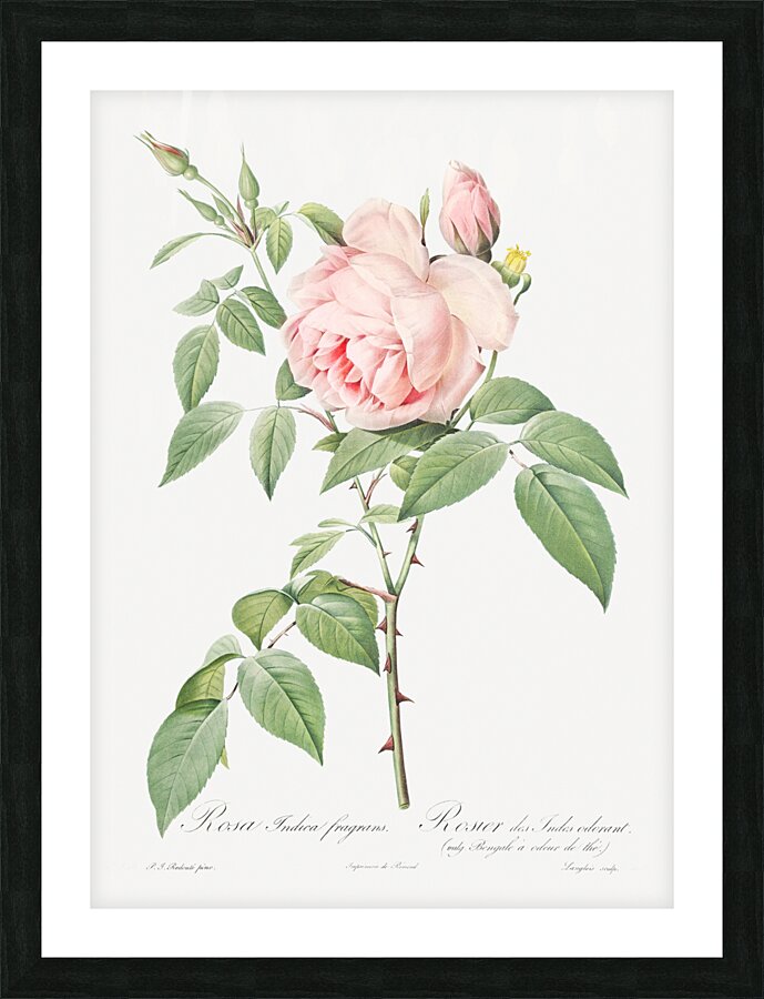 Blooming pink roses Picture Frame print