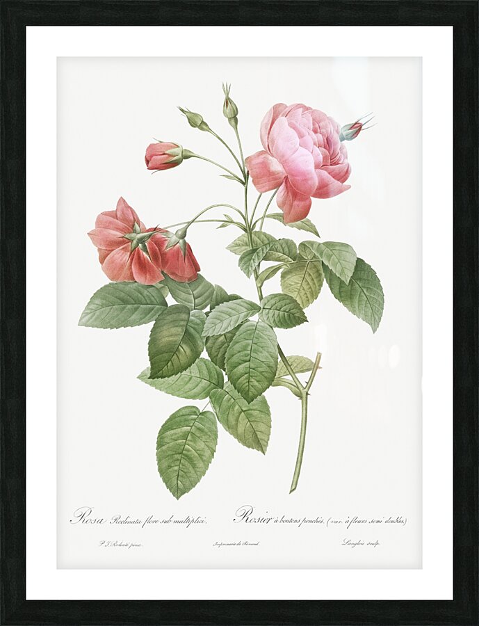 Pink boursault rose Impression et Cadre photo