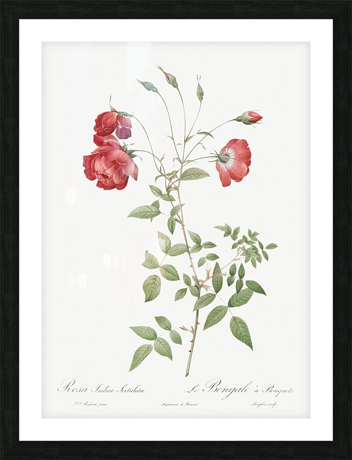 Vintage red rose Picture Frame print