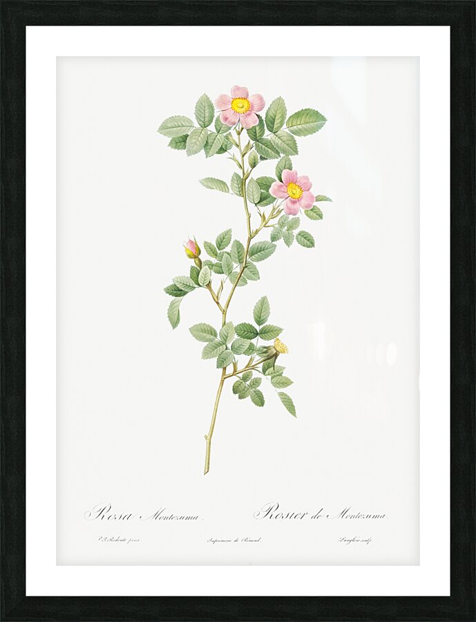 Blooming pink roses Picture Frame print