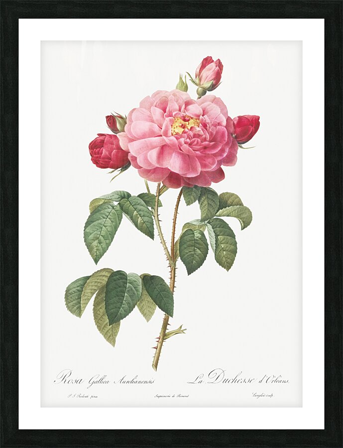 Vintage french rose Picture Frame print