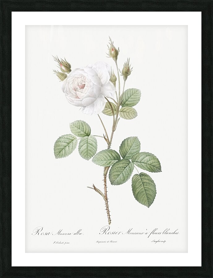 White misty rose Picture Frame print