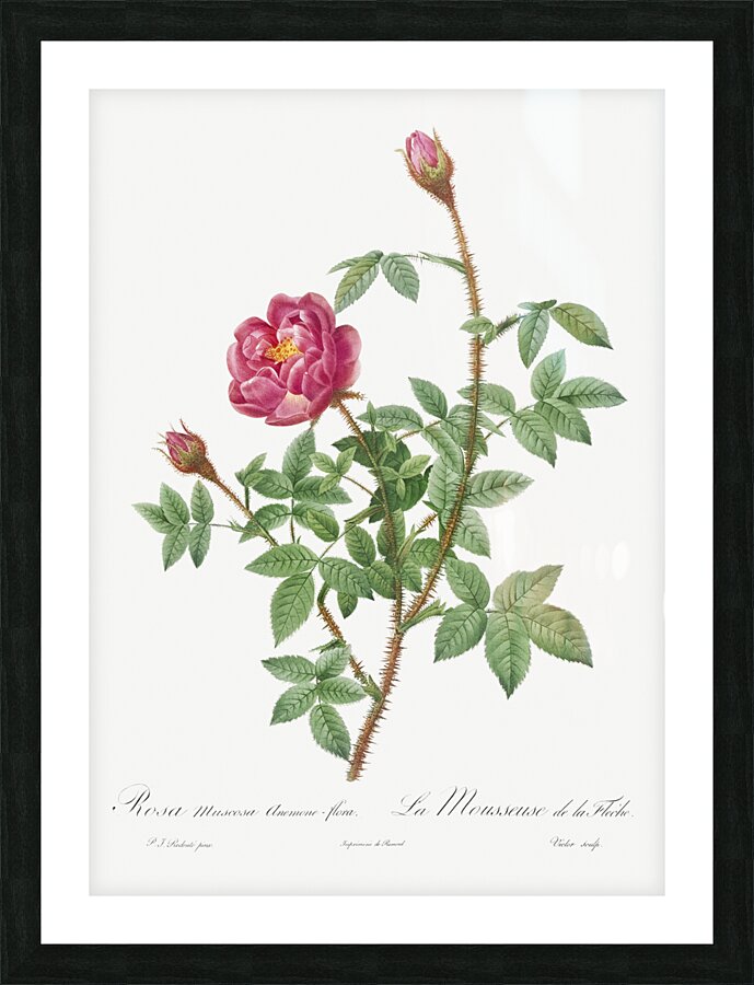 Anemone flowered rose Picture Frame print