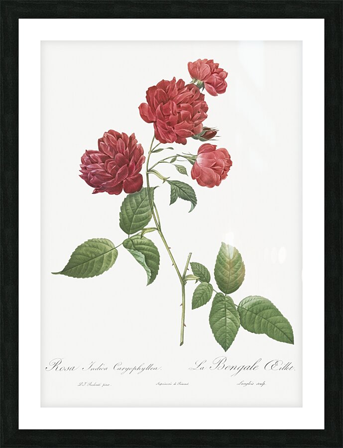 Anemone flowered rose Picture Frame print