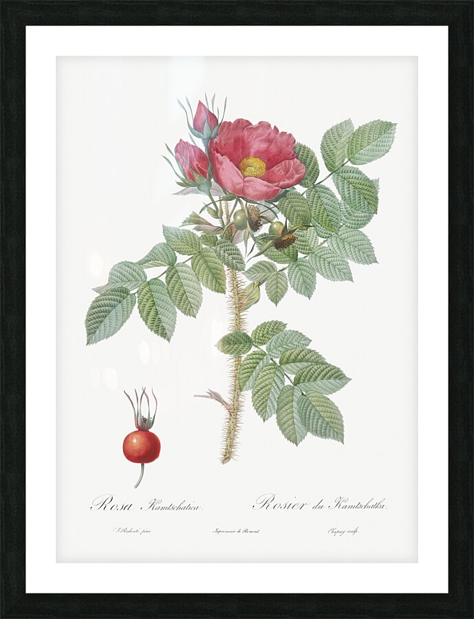 Anemone flowered rose Picture Frame print