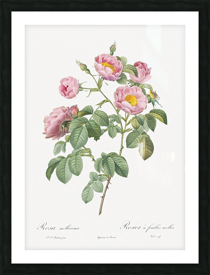 Pink roses in bloom Picture Frame print