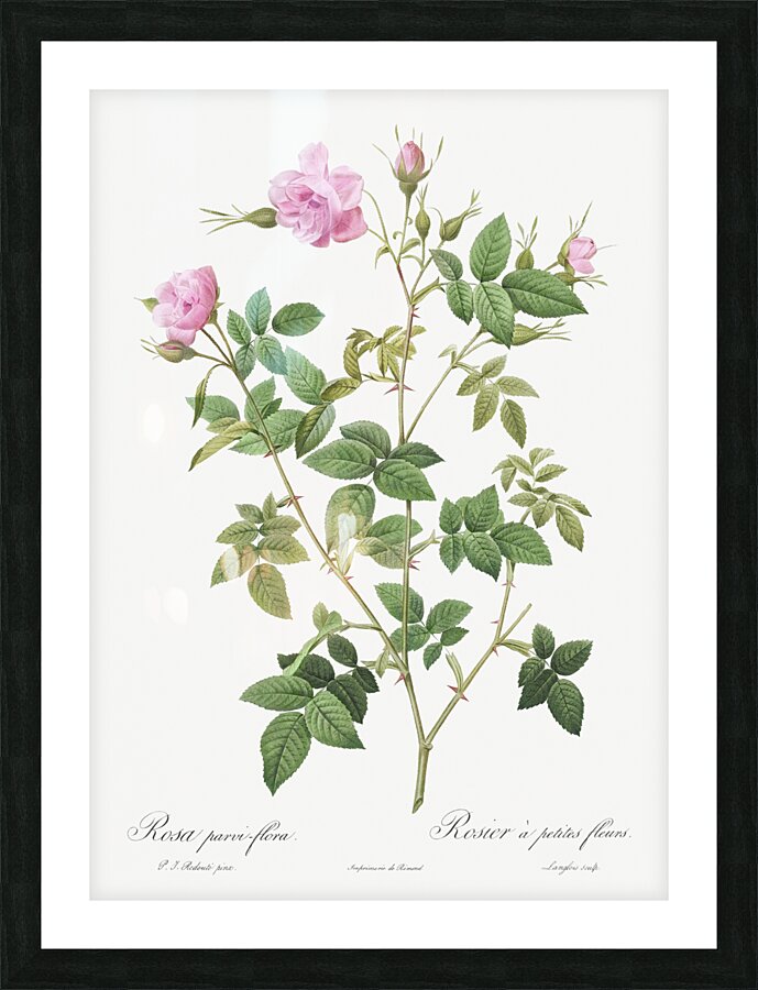 Pink flowering rosebush Picture Frame print