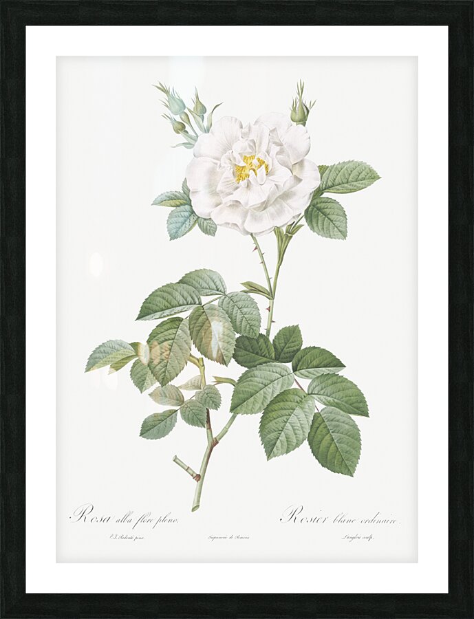 Blooming white rose Picture Frame print