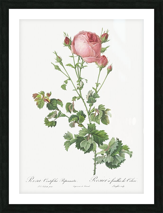 Blooming pink rosebush Picture Frame print