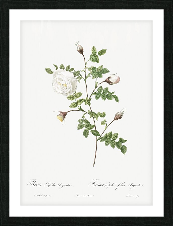 Hispid rose in bloom Picture Frame print