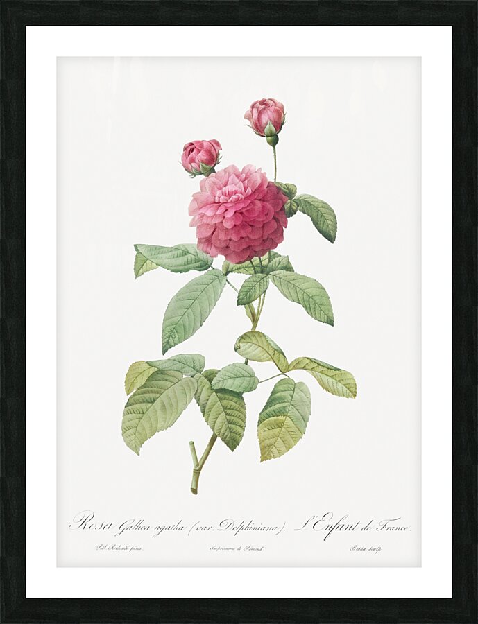 Agatha rose in bloom Picture Frame print