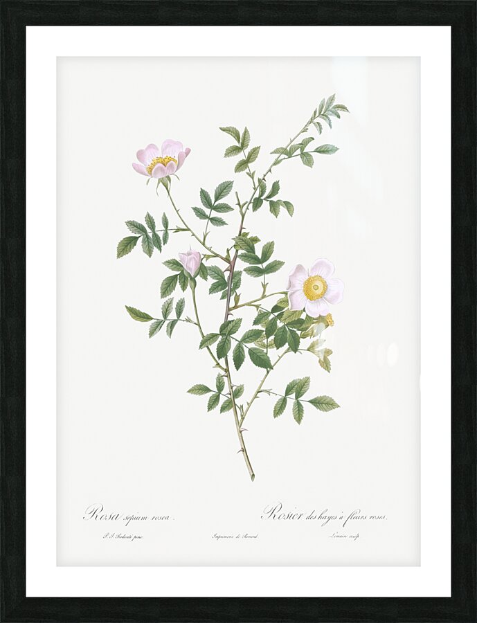 Pink hedge rose in bloom Picture Frame print