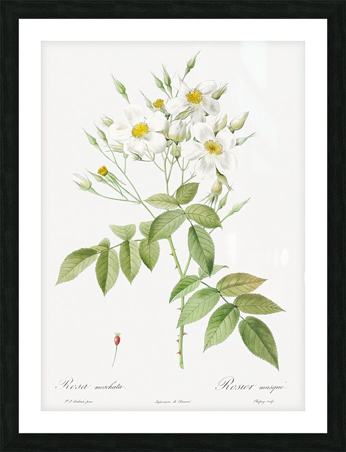 Vintage musk rose Impression et Cadre photo