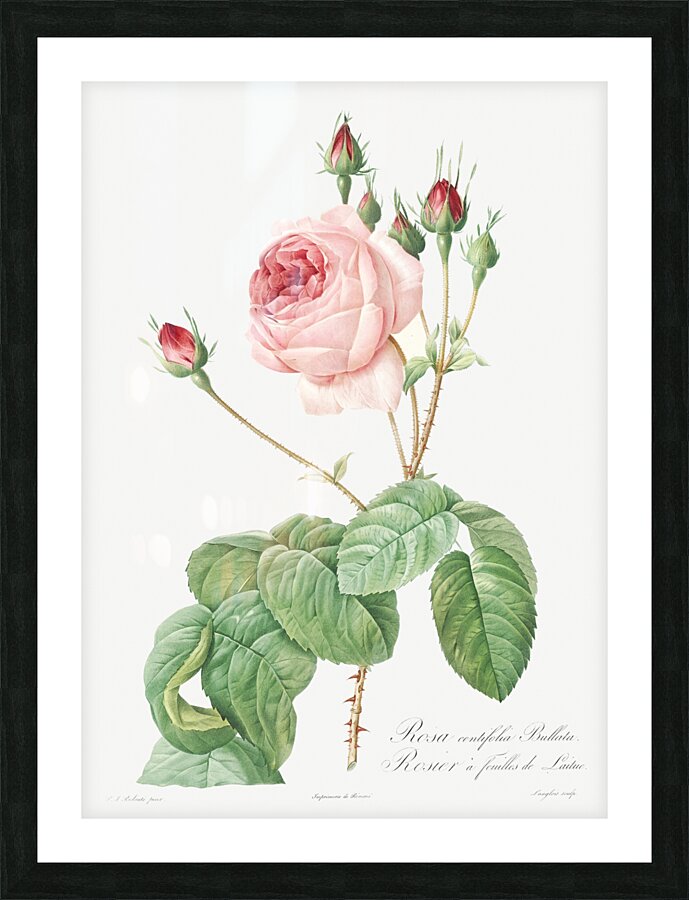 Vintage Provence rose Picture Frame print