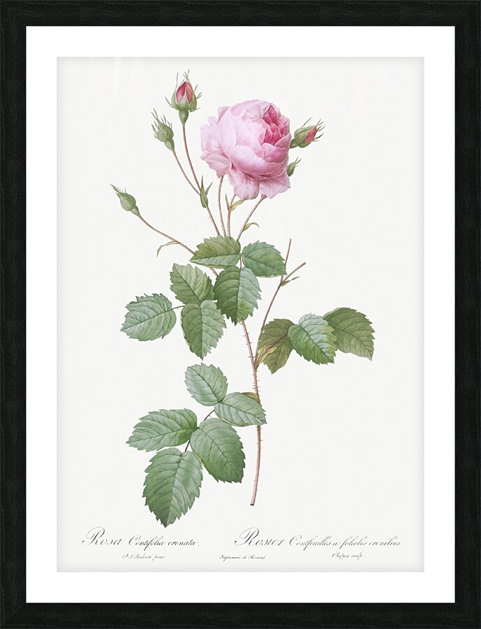 Pink provence rose Picture Frame print