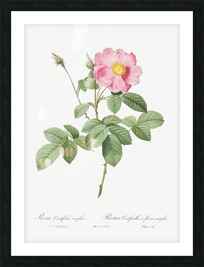 Vintage cabbage rose poster Picture Frame print