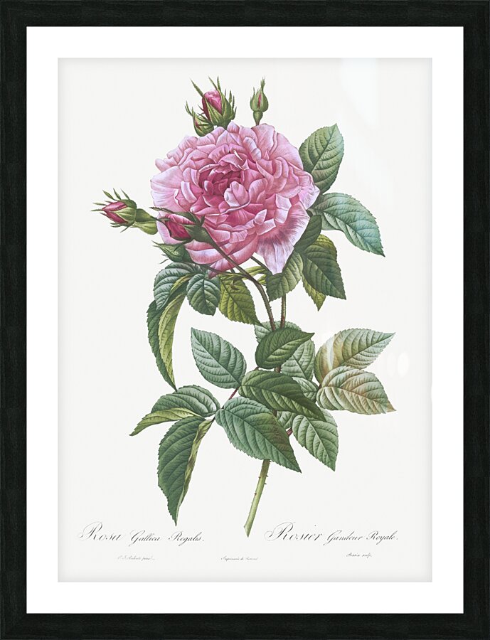 Vintage cabbage rose poster Picture Frame print