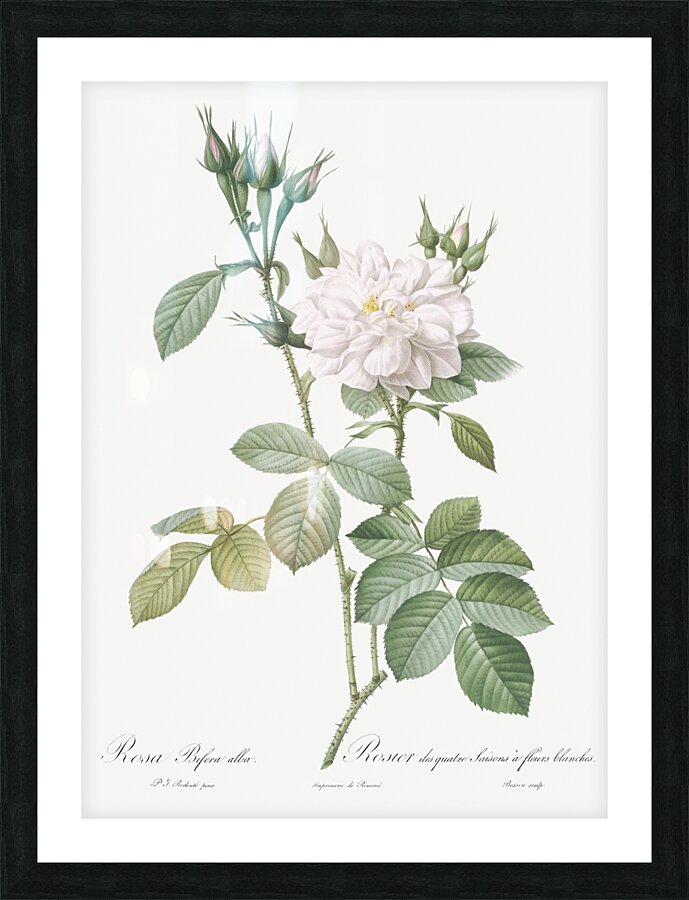 Blooming autumn damask rose Picture Frame print